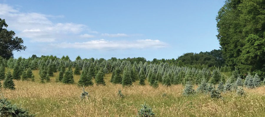 Storeyland Christmas Tree Farm