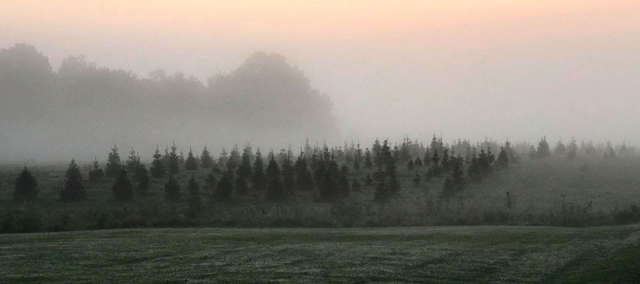 Storeyland Christmas Tree Farm