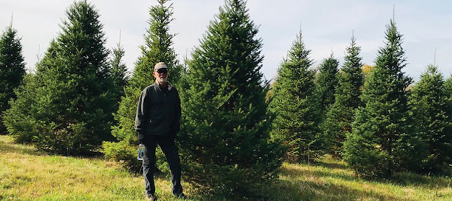 Storeyland Christmas Trees