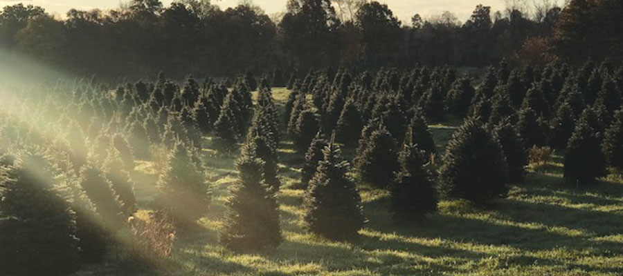 Storeyland Christmas Tree Farm