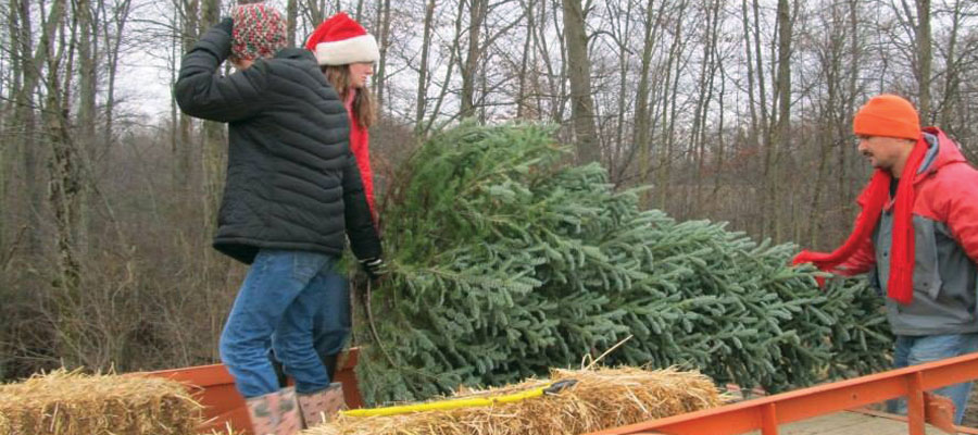 Directions to Storeyland Christmas Tree Farm