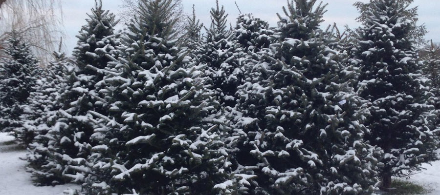 Storeyland Christmas Trees