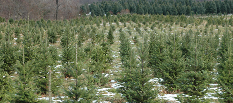 Storeyland Landscape Trees