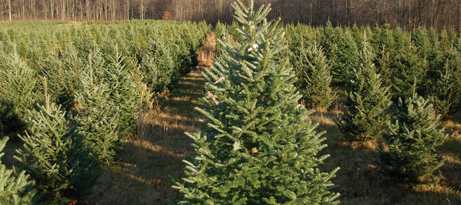 Storeyland Christmas Trees