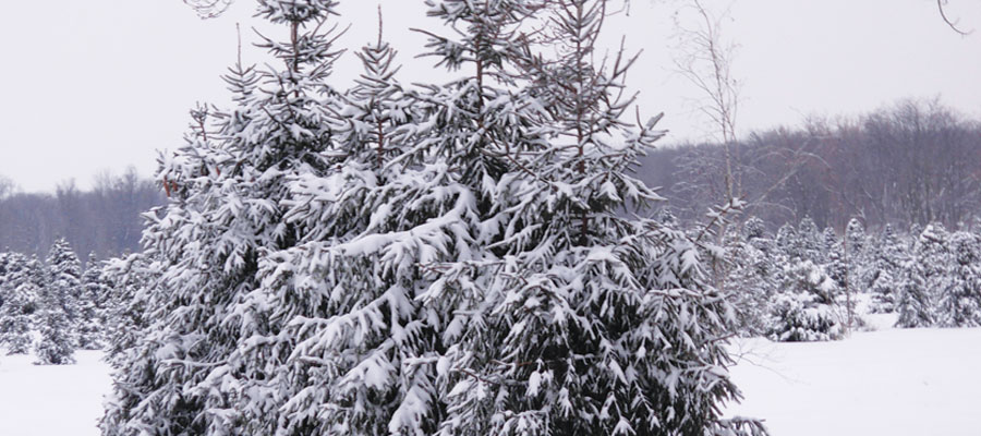 Storeyland Christmas Trees